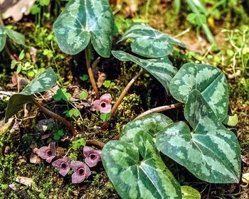 Asarum splendens