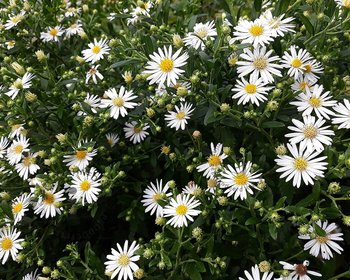 Aster ageratoides 'Starshine'