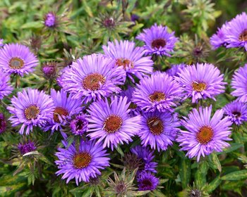 Aster novae-angliae 'Purple Dome'