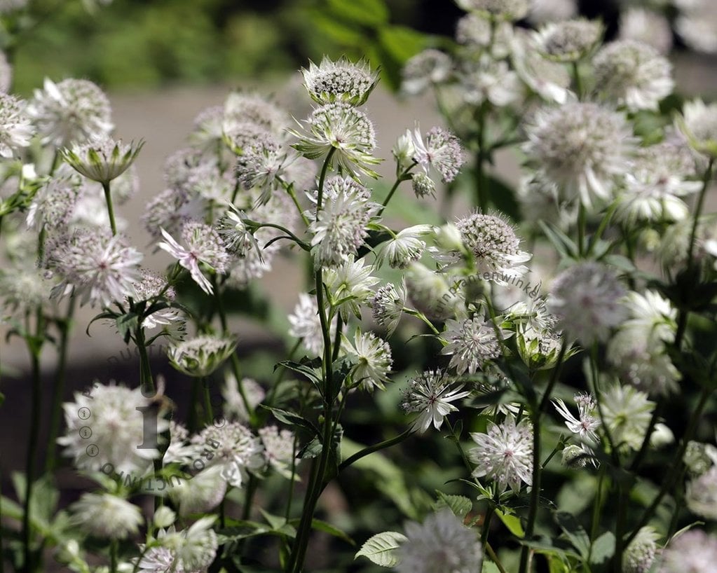 Astrantia major 'Superstar'