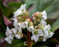 Bergenia 'Bressingham White'