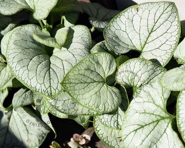 Brunnera macrophylla 'Looking glass'