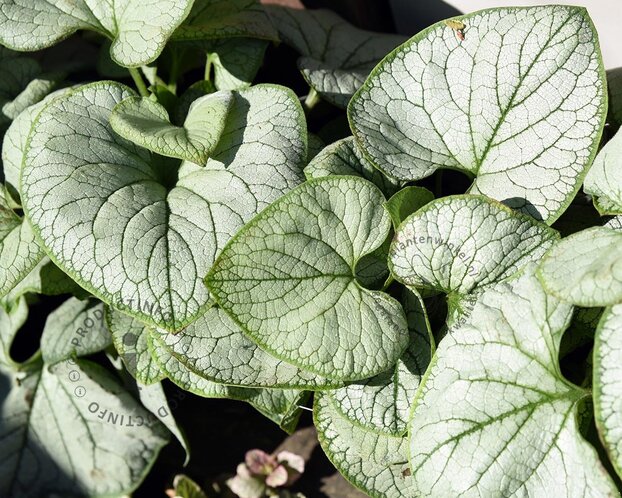 Brunnera macrophylla 'Looking glass'