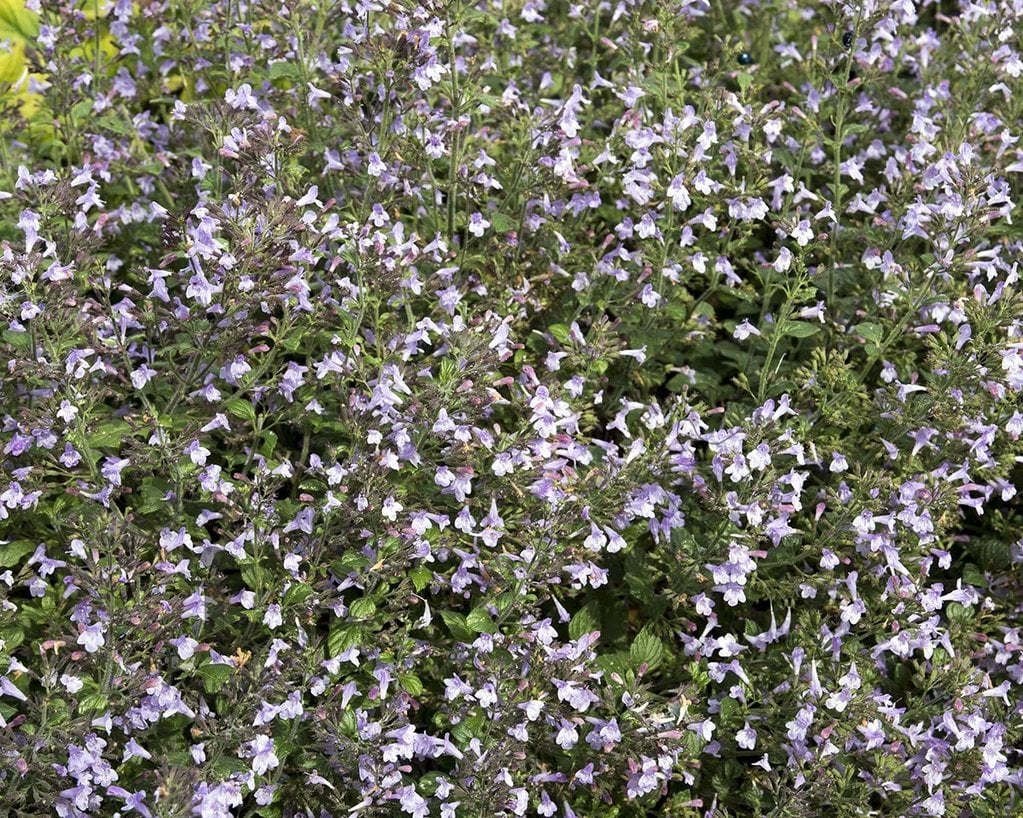 Calamintha nepeta 'Blue Cloud'