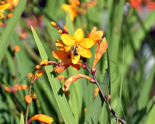 Crocosmia crocosmiiflora 'George Davidson'