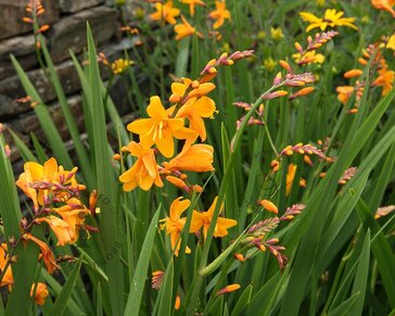 Crocosmia crocosmiiflora 'George Davidson'