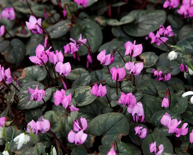Cyclamen coum