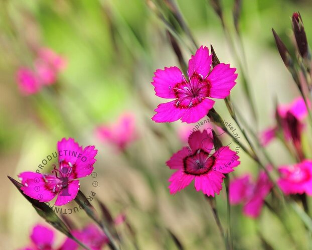 Dianthus deltoides 'Leuchtfunk'