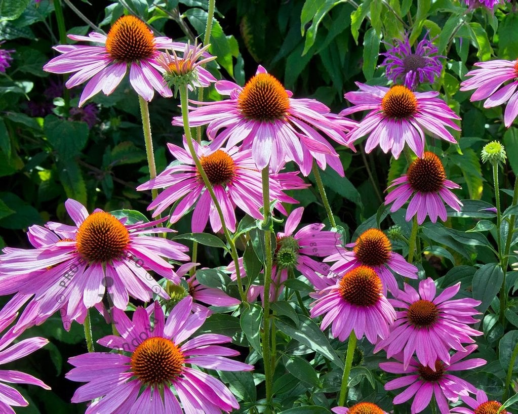 pastel censuur Centimeter Echinacea purpurea 'Magnus' | Zonnehoed | Tuinplantenwinkel.nl