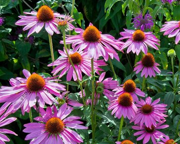 Echinacea purpurea 'Magnus'