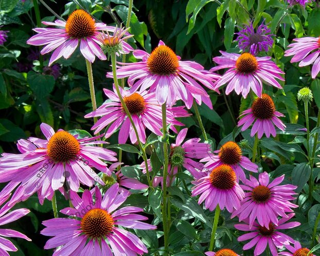 Echinacea purpurea 'Magnus'