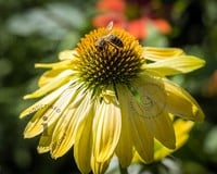 Echinacea purpurea 'Sunrise'