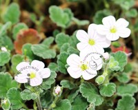 Erodium reichardii 'Album'