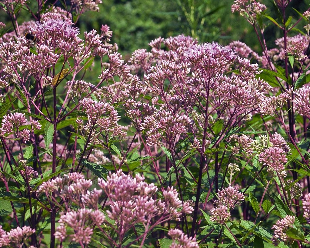 Eupatorium dubium 'Baby Joe'