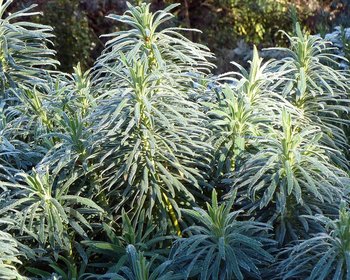 Euphorbia characias ssp. wulfenii