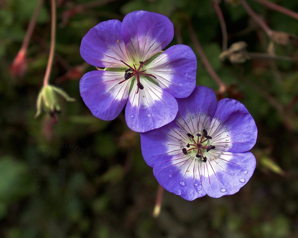 Geranium 'Azure Rush'