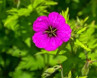 Geranium 'Ann Folkard'