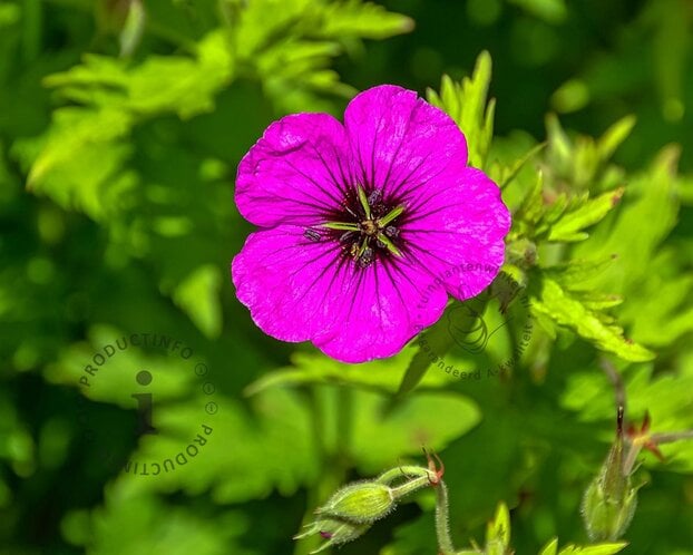 Geranium 'Ann Folkard'
