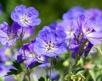 Geranium 'Brookside'