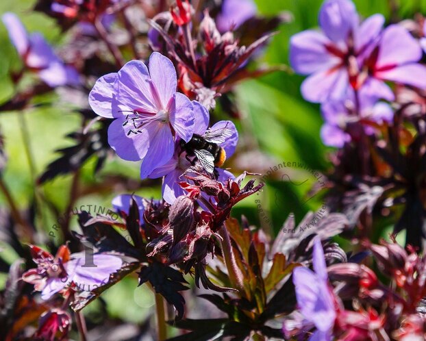 Geranium pratense 'Midnight Reiter'
