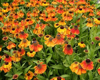 Helenium 'Short 'n Sassy'