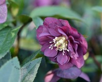 Helleborus orientalis 'Double Ellen Purple'