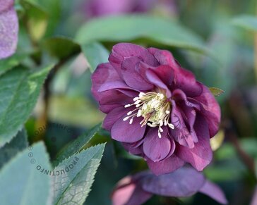 Helleborus orientalis 'Double Ellen Purple'