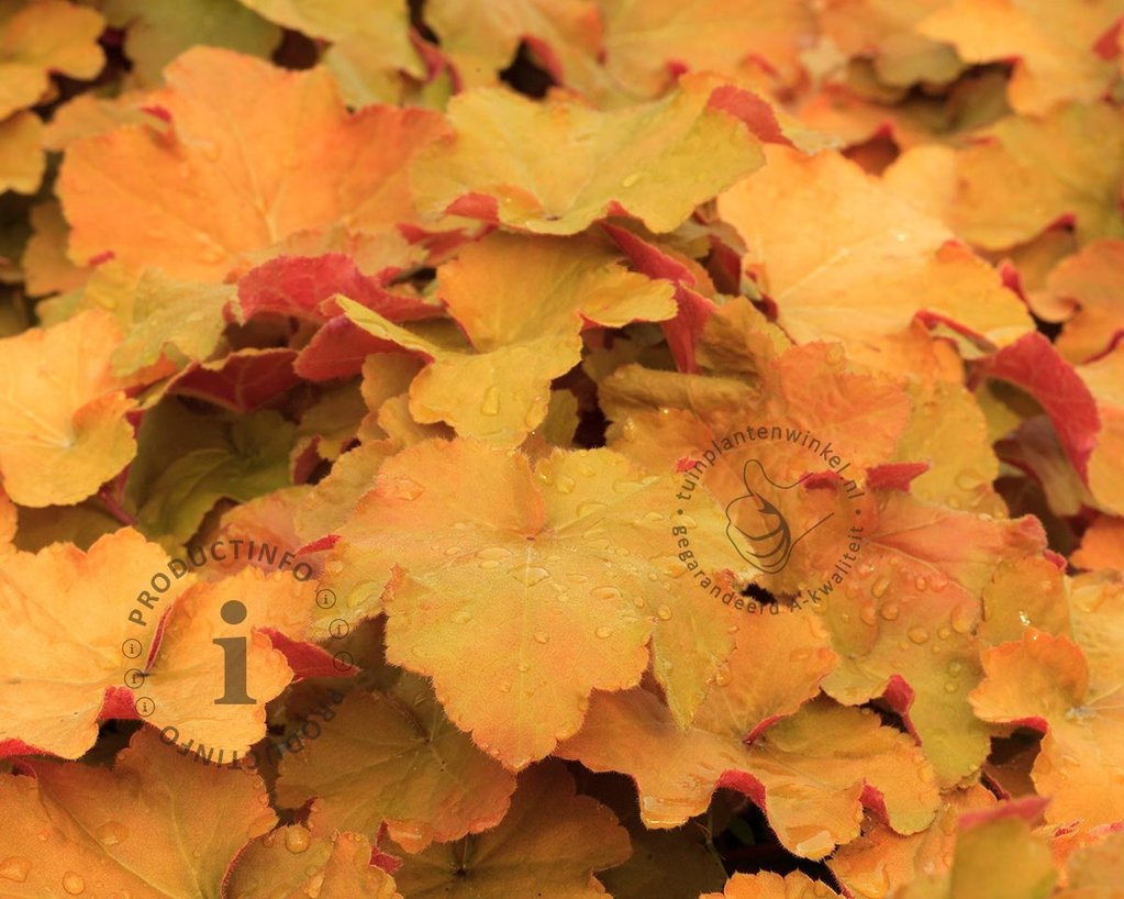 Heuchera 'Caramel'