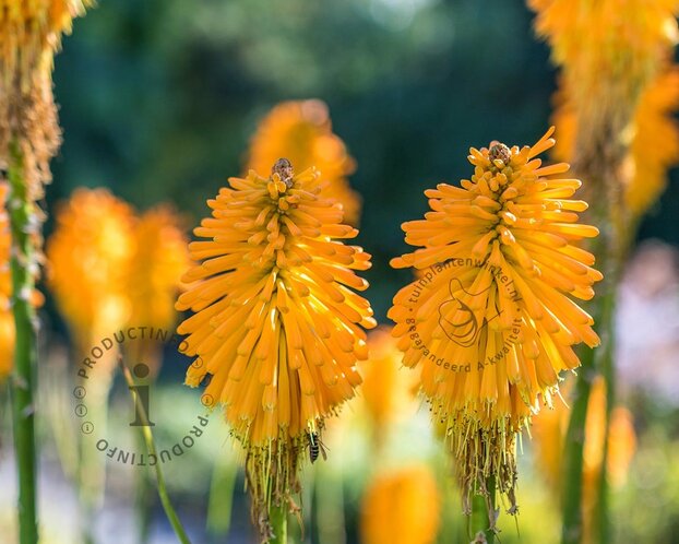 Kniphofia 'Mango Popsicle'