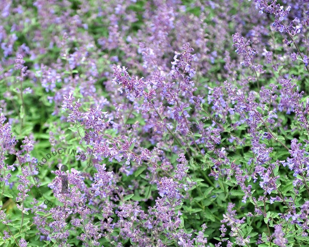 Nepeta faassenii 'Junior Walker'