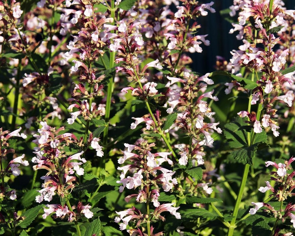 Nepeta grandiflora 'Dawn to Dusk'