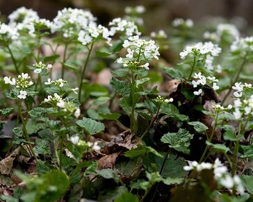 Pachyphragma macropyllum