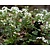 Pachyphragma macropyllum
