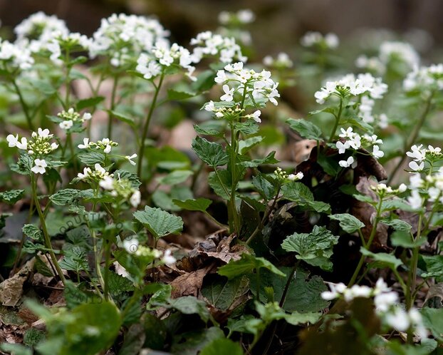Pachyphragma macropyllum