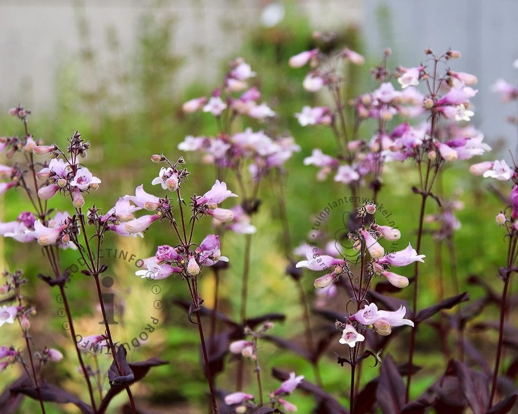 Penstemon digitalis 'Husker Red'