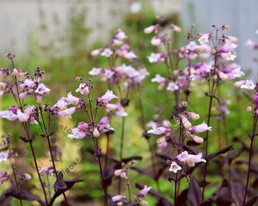 Penstemon digitalis 'Husker Red'