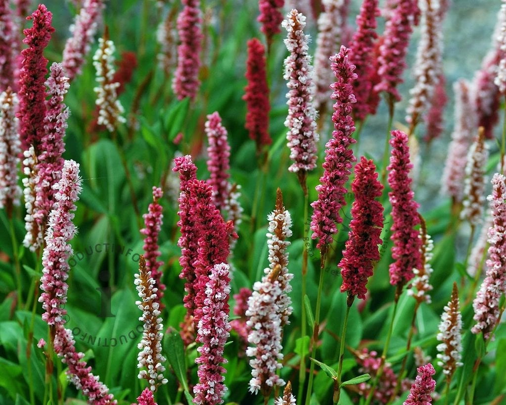 Persicaria affinis 'Darjeeling Red'