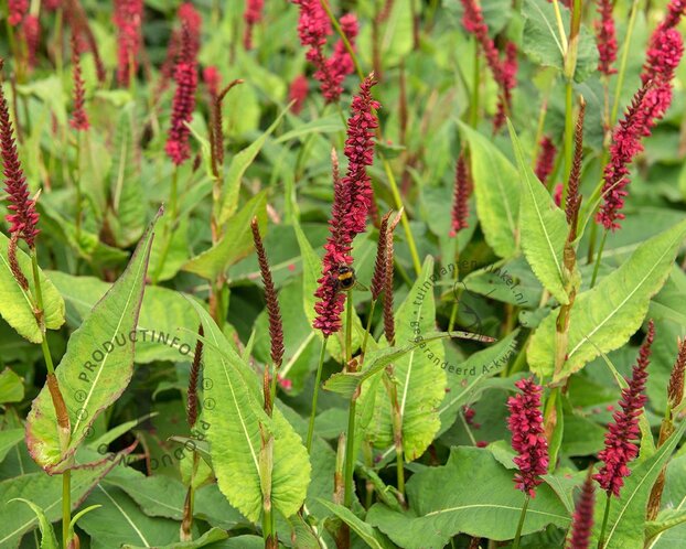 Persicaria amplexicaulis 'Blackfield'