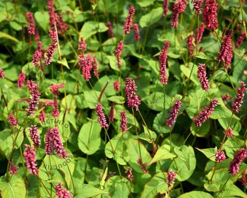 Persicaria amplexicaulis 'J.S. Caliente'