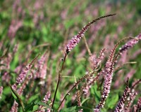 Persicaria amplexicaulis 'Pink Elephant'