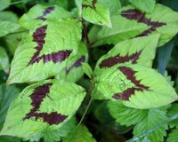 Persicaria virginiana 'Filiformis'