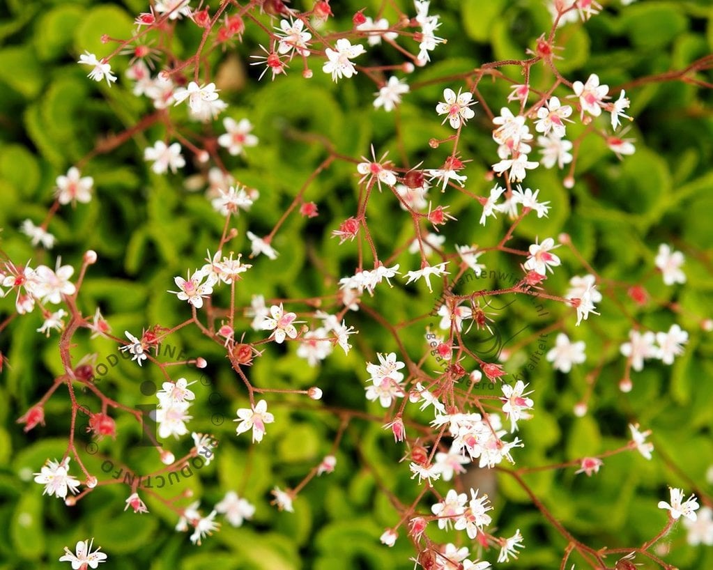 Saxifraga urbium