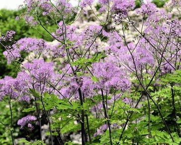 Thalictrum aquilegifolium 'Black Stockings'