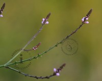 Verbena officinalis 'Bampton'
