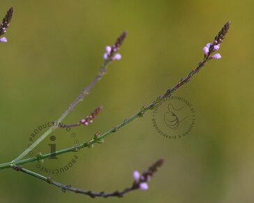 Verbena officinalis 'Bampton'