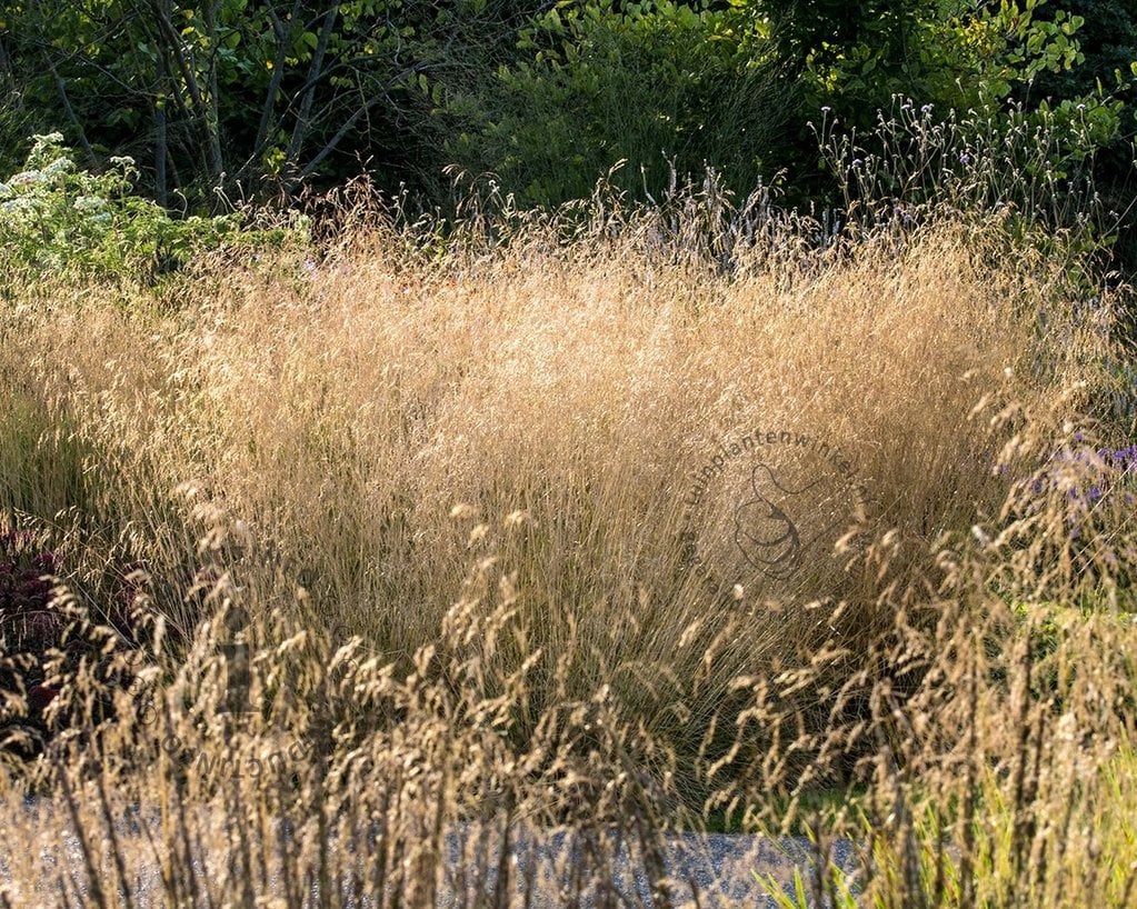 Deschampsia cespitosa 'Goldtau'