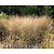 Deschampsia cespitosa 'Goldtau'