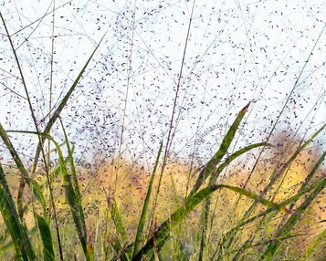 Eragrostis spectabilis image