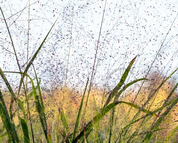 Eragrostis spectabilis
