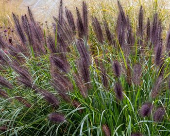 Pennisetum alopecuroides 'Black Beauty'